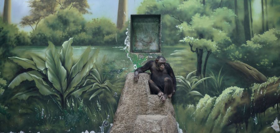 Shanghai Wild Animal Park. China © Zed Nelson